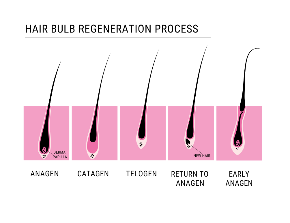 Diagram of the hair bulb regeneration process with labeled stages.